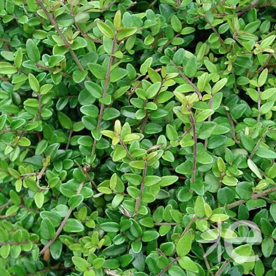 LONICERA nitida  CTR 3L