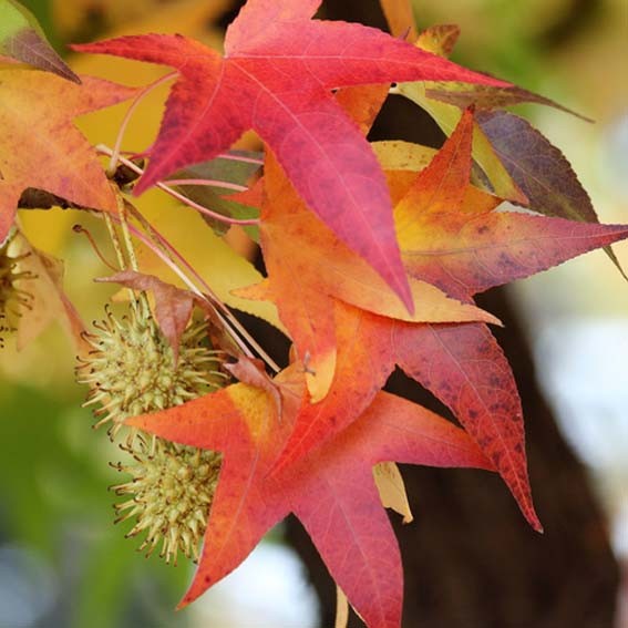 LIQUIDAMBAR styraciflua...