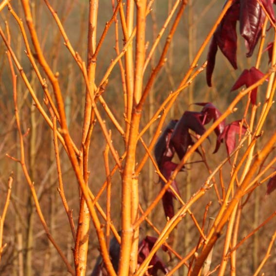 LIQUIDAMBAR  Golden Sun CTR...