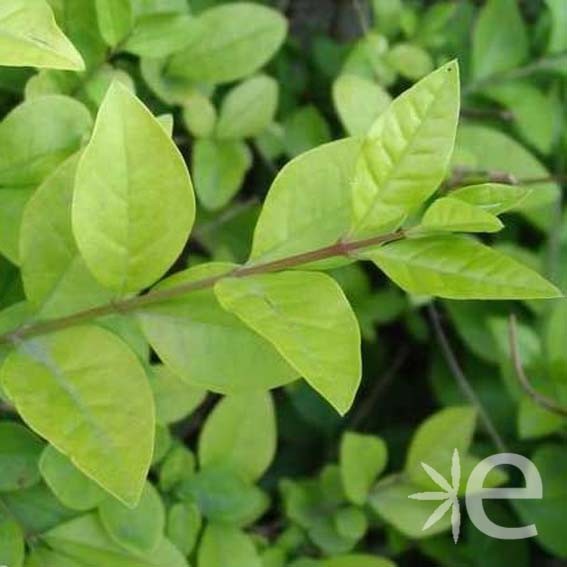 LIGUSTRUM vicaryi  CTR 3L