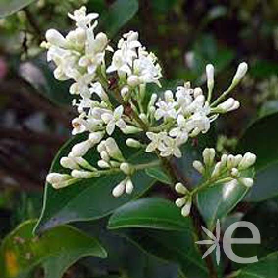 LIGUSTRUM japonicum Texanum...