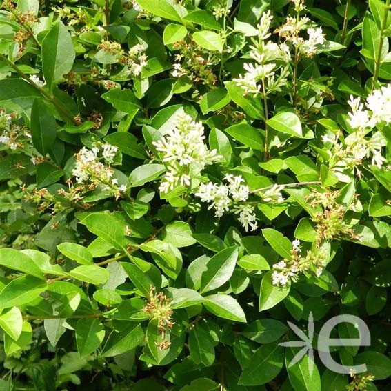 LIGUSTRUM ovalifolium  CTR 3L