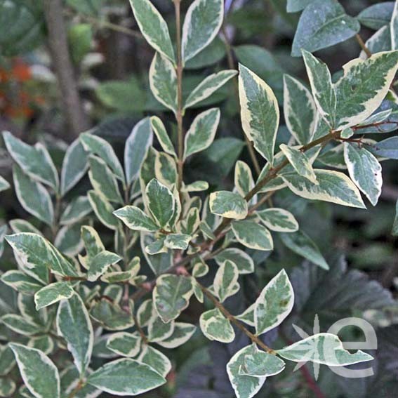 LIGUSTRUM ovalifolium...