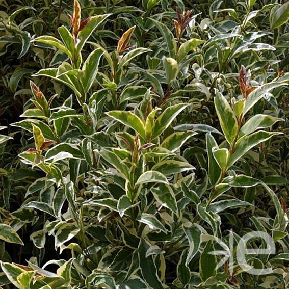 LIGUSTRUM japonicum...