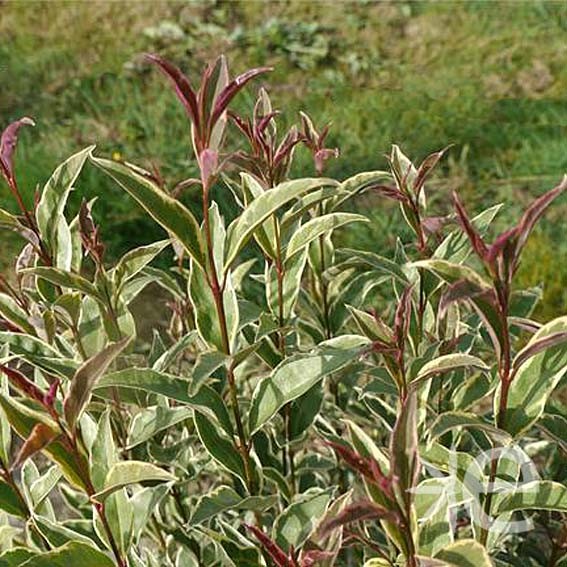 LIGUSTRUM japonicum...