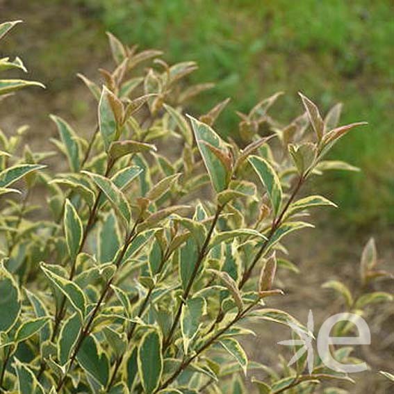 LIGUSTRUM japonicum...