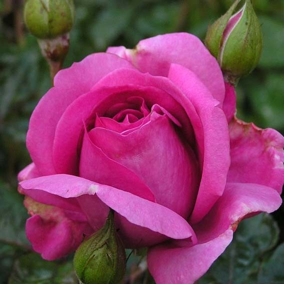 ROSIER parfumé Sourire De...