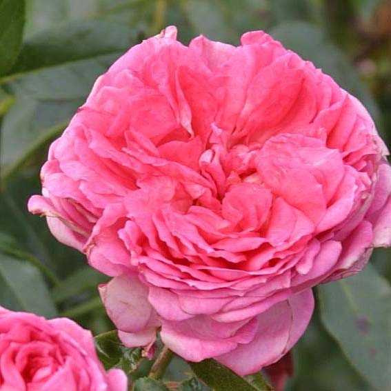 ROSIER parfumé Rose De...