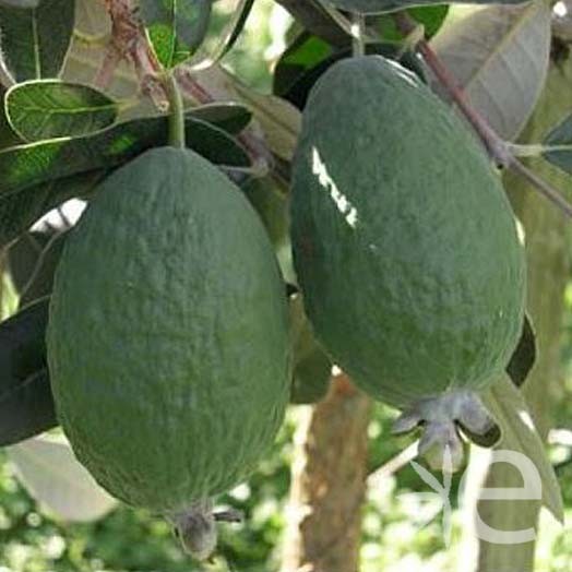 FEIJOA sellowiana Triumph...