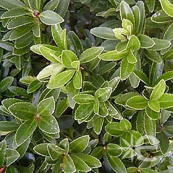 EUONYMUS microphyllus  CTR 6L