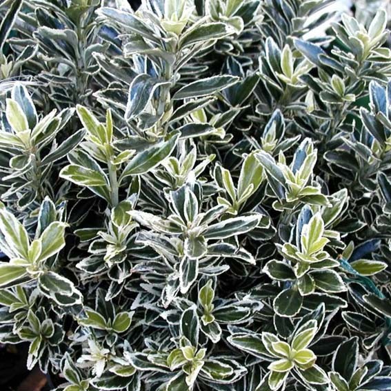 EUONYMUS microphyllus...