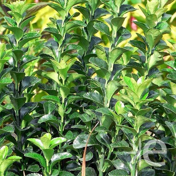 EUONYMUS japonicus...