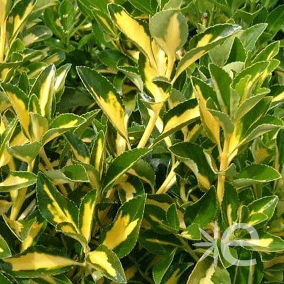 EUONYMUS japonicus...