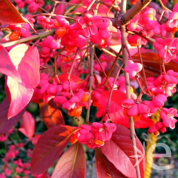 EUONYMUS europaeus  CTR 3L