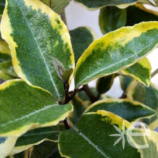 ELAEAGNUS x ebbingei...