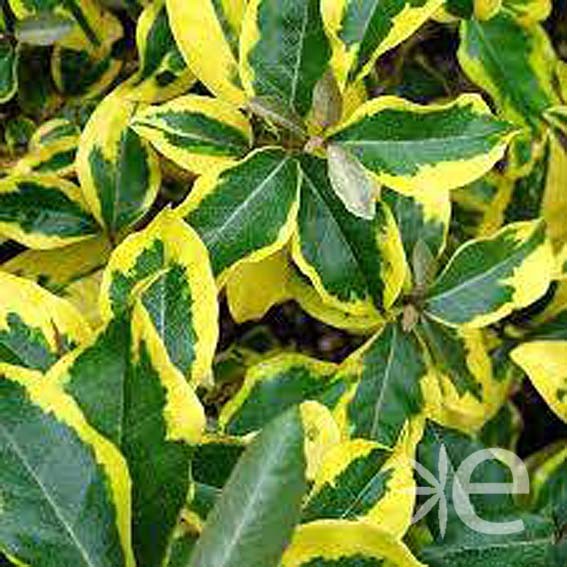 ELAEAGNUS x ebbingei Gilt...