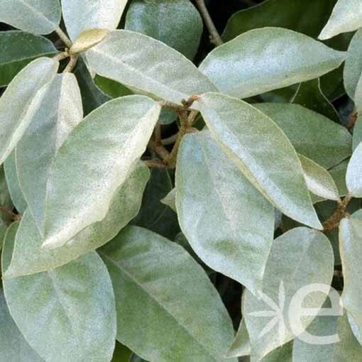 ELAEAGNUS x ebbingei  CTR 15L