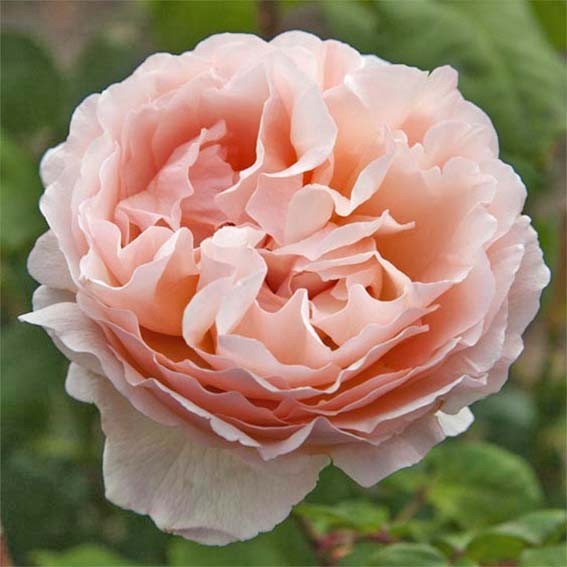 ROSIER parfumé Princesse...