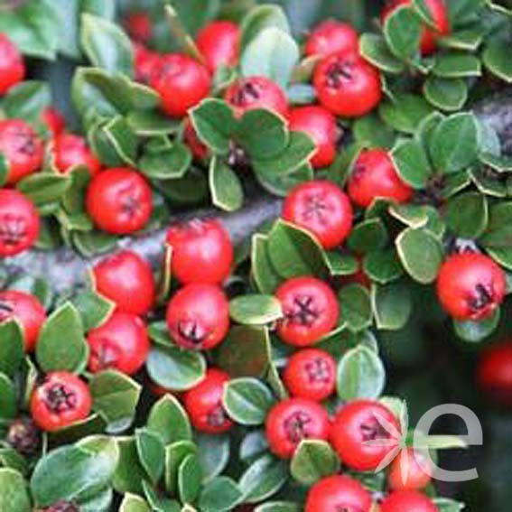 COTONEASTER dammeri Royal...