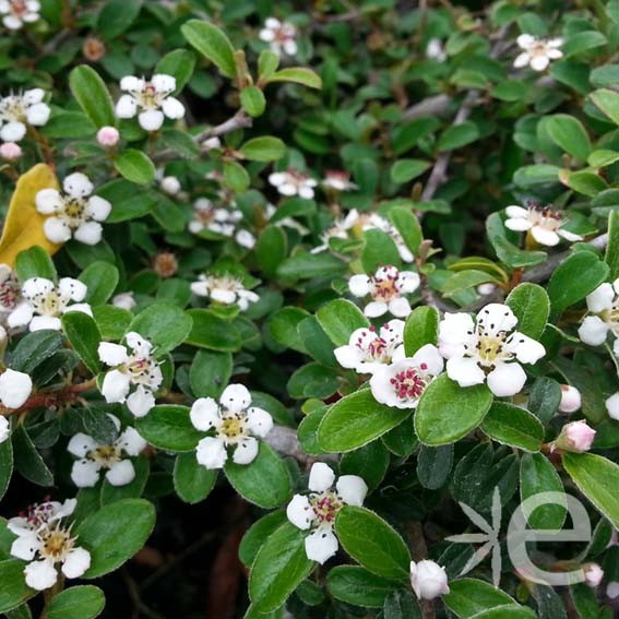 COTONEASTER radicans...