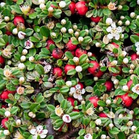 COTONEASTER procumbens...