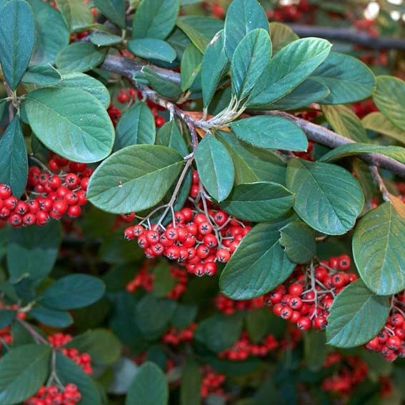 COTONEASTER lacteus  CTR 3L