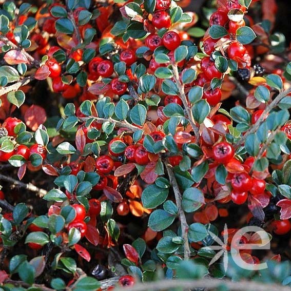 COTONEASTER horizontalis...