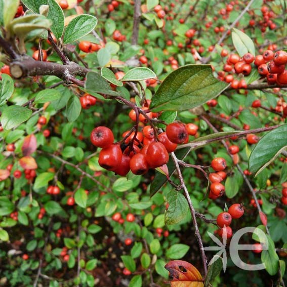 COTONEASTER franchetii  CTR 3L