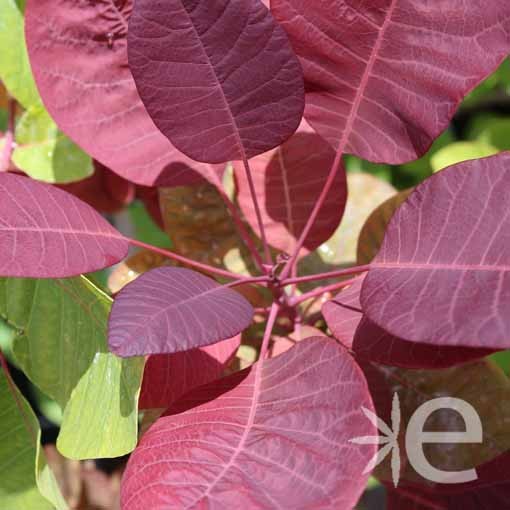 COTINUS x dammeri Grace CTR 3L