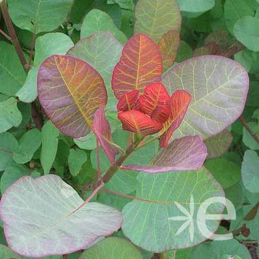 COTINUS coggygria Old...