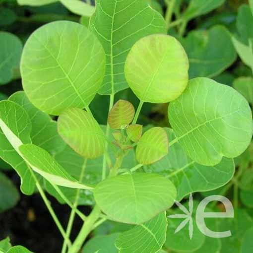 COTINUS coggygria  CTR 3L