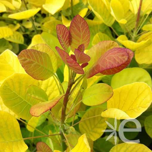 COTINUS coggygria Golden...