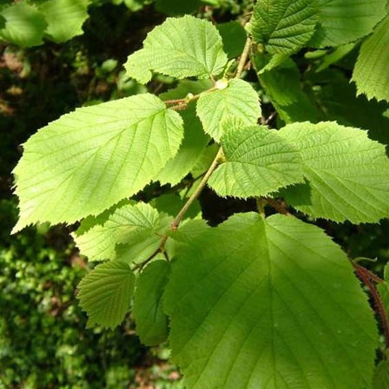 CORYLUS avellana  CTR 3L