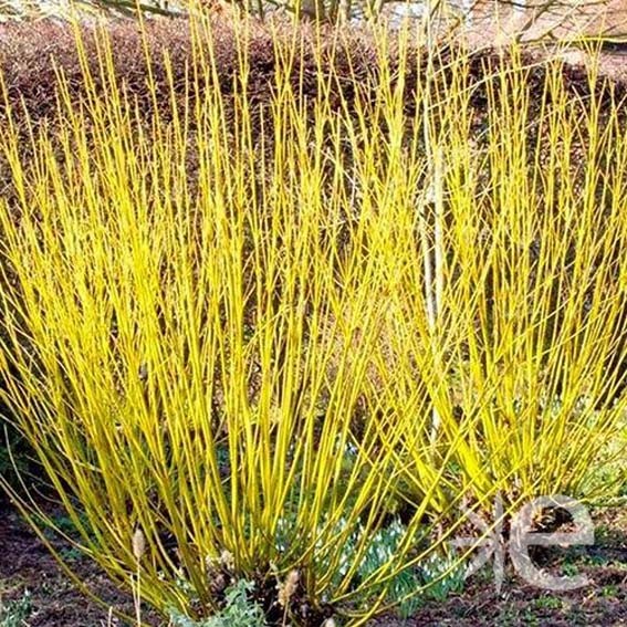 CORNUS stolonifera...