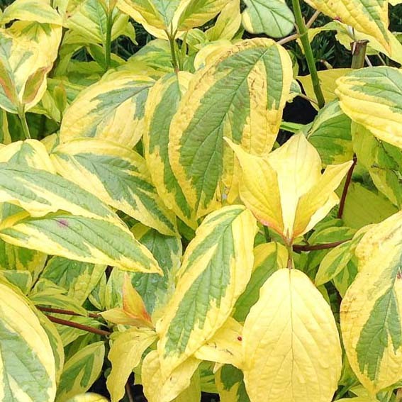 CORNUS sericea Hedgerows...