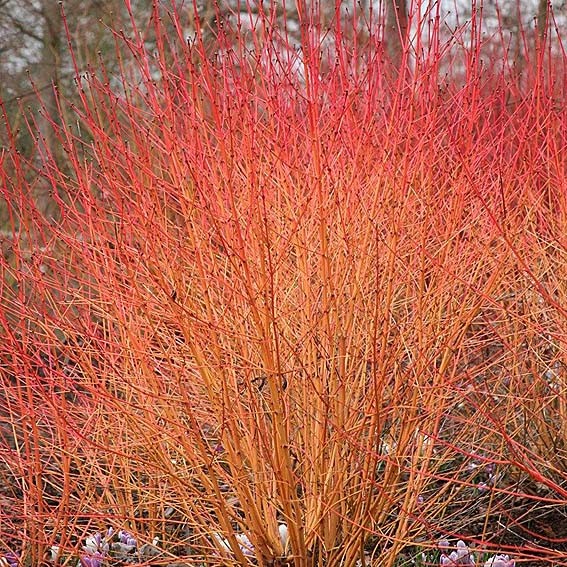 CORNUS sanguinea Midwinter...