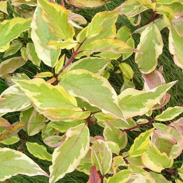 CORNUS alba Gouchaultii CTR 3L