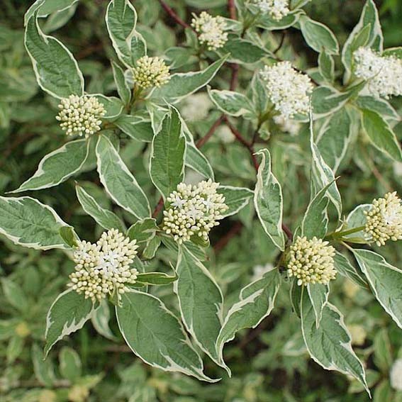 CORNUS alba Elegantissima...