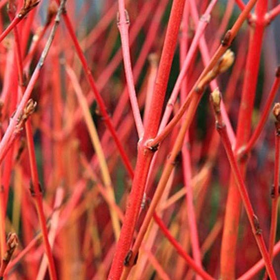 CORNUS alba Baton Rouge ®...