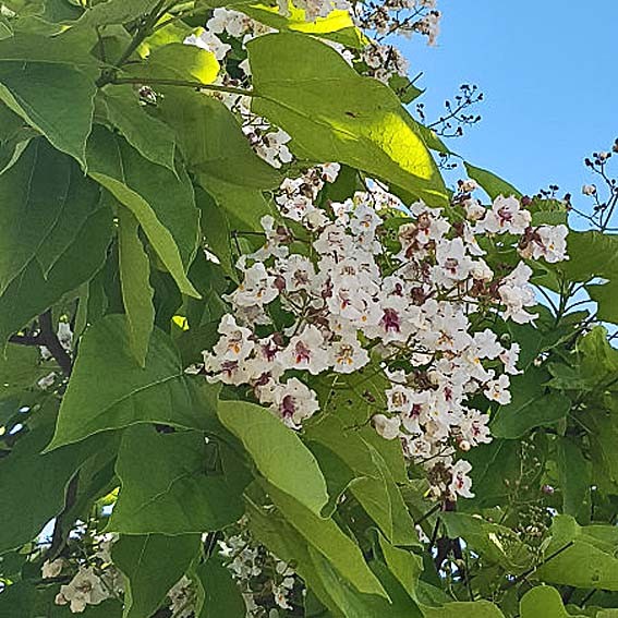 CATALPA bignonioides  CTR 20L