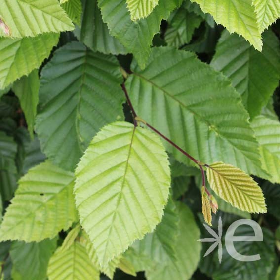 CARPINUS betulus Fastigiata...