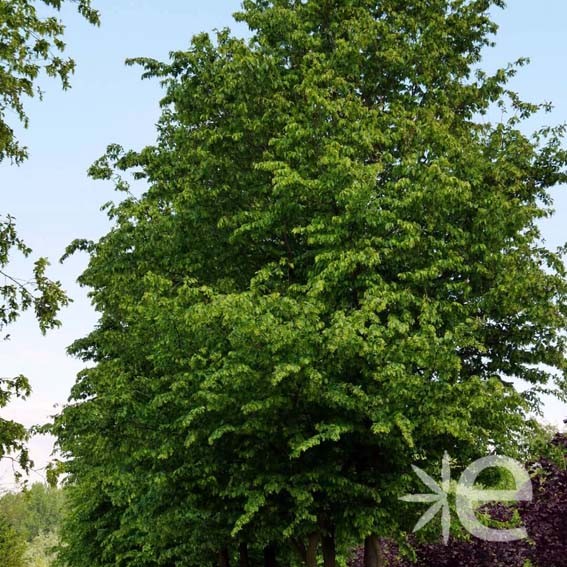 CARPINUS betulus  CTR 3L