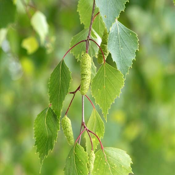 BETULA verrucosa  CTR 4L