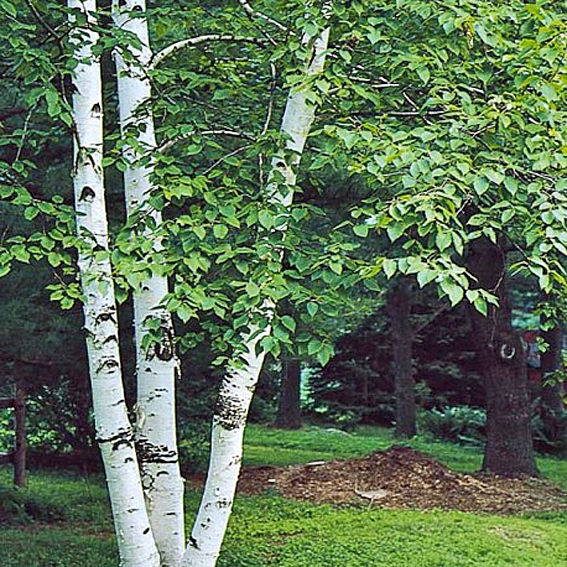 BETULA utilis var....