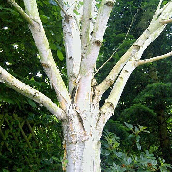 BETULA utilis var....