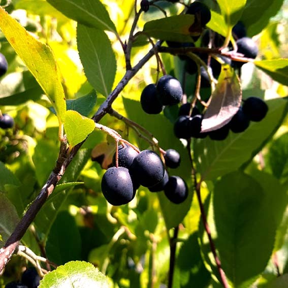 ARONIA prunifolia Nero CTR 3L