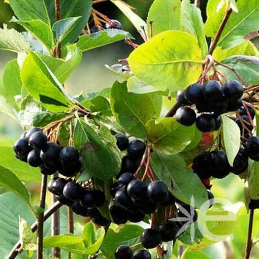 ARONIA melanocarpa Viking...