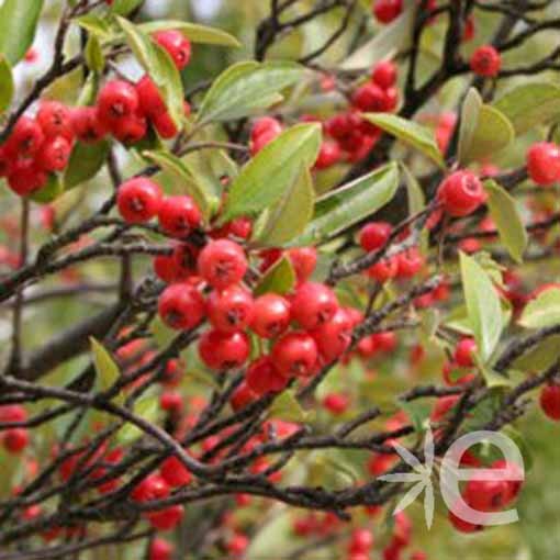 ARONIA melanocarpa...