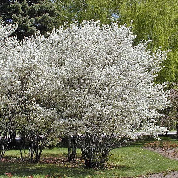 AMELANCHIER canadensis  CTR 3L