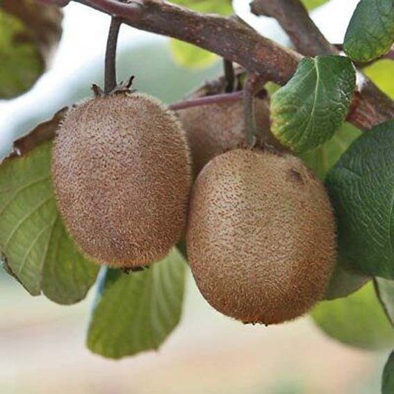 ACTINIDIA deliciosa...